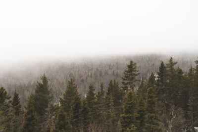 A serene misty forest with pine trees enveloped in gentle haze, creating a tranquil and natural atmosphere.