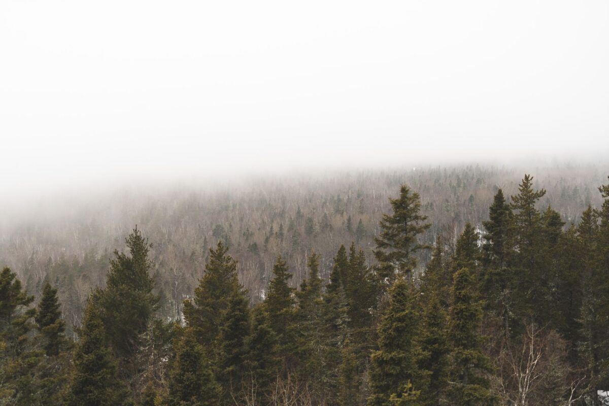 A serene misty forest with pine trees enveloped in gentle haze, creating a tranquil and natural atmosphere.